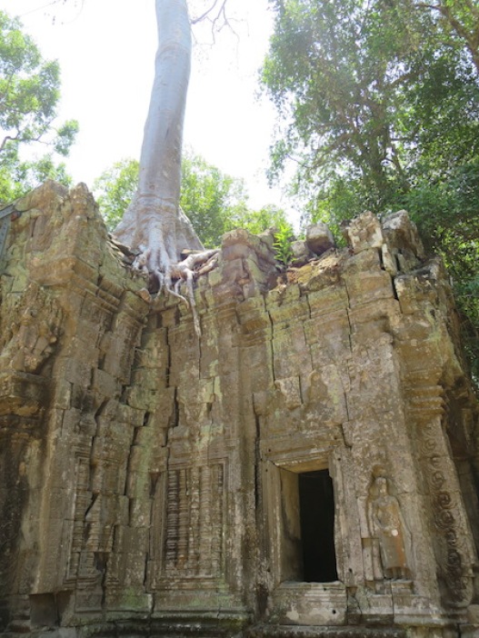 Trees growing around the Ta Prohm Temple