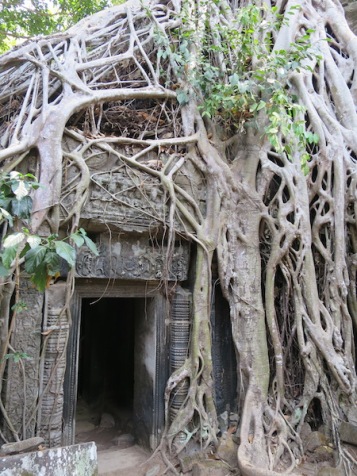 The trees growing around Ta Prohm Temple